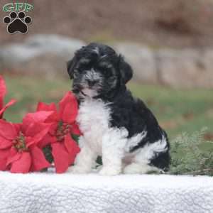 Daisy, Maltipoo Puppy